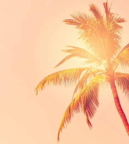 Eine Palme vor der Sonne und apricotfarbenem Himmel.